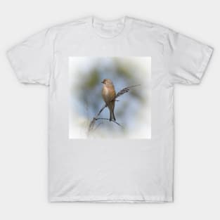 Common linnet T-Shirt